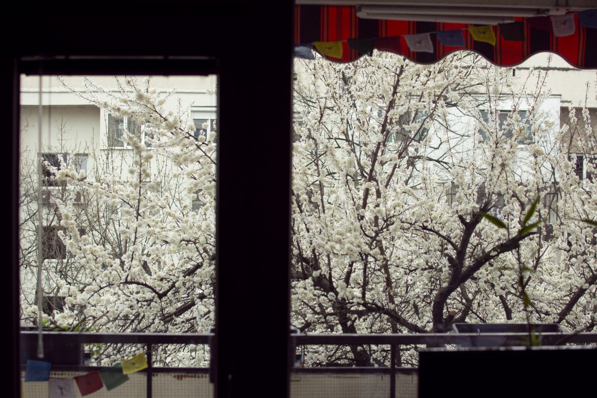 photo of day 16 of social distancing