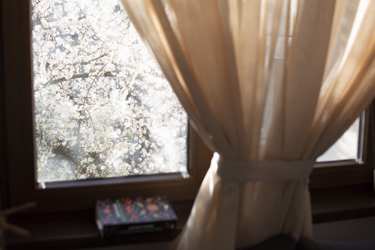 the blossoms outside our window