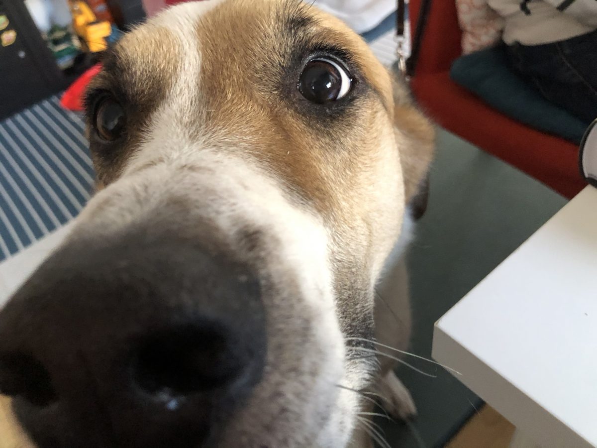 our dog Pirin is trying to get some attention while we are working at home