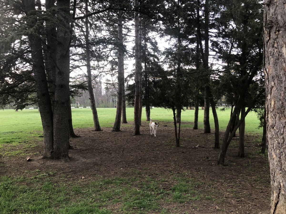 our walks in the park are a breath of fresh air everyday. literally